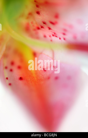 Macro shot drop of water on petals of lilly Stock Photo