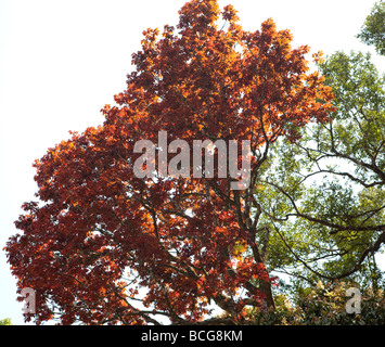 Frankincense  Tree Kerala India Stock Photo