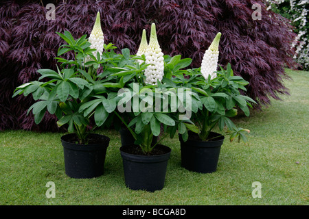 White Lupins, Lupinus, Polar Princess, New blooms in pots with foliage. Stock Photo