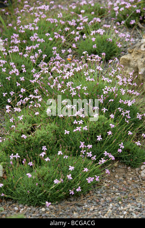 An Alpine Pink, Dianthus anatolicus var alpinus, Caryophyllaceae. Turkey Stock Photo