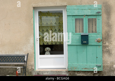 A white Poodle dog looks out from a front door window. Sault, Provence, France Stock Photo