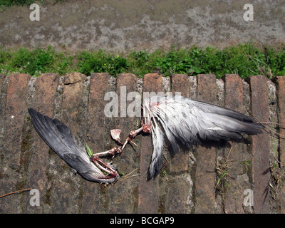 remains of a dead pigeon on wall in sun outdoors Stock Photo