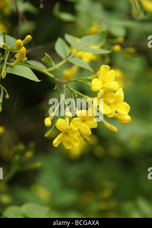 Italian Yellow Jasmine, Jasminum humile, Oleaceae, West China, Asia Stock Photo
