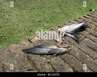 remains of a dead pigeon on wall in sun outdoors Stock Photo