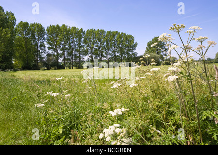 Cow parsley growing beside a field of barley at Ashleworth, Gloucestershire Stock Photo