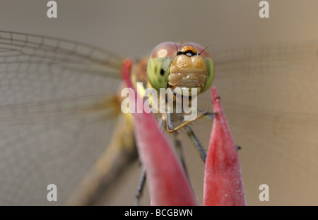 Portrait of Common Darter dragonfly Sympetrum striolatum clinging to a Canna lily bud Stock Photo