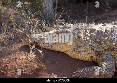 Head and front legs of an albino Nile crocodile Stock Photo