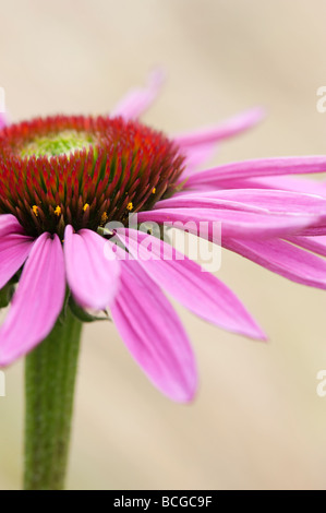 Echinacea purpurea 'Rubinglow'. Purple coneflower 'Rubinglow' Stock Photo
