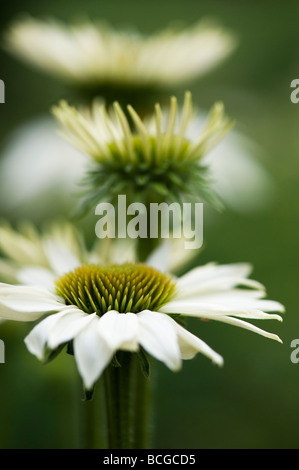 Echinacea purpurea 'White swan'. Coneflower Stock Photo