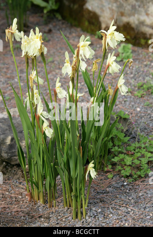 Roscoea cautleoides 'Grandiflora', Zingiberaceae, China and Himalayas Stock Photo