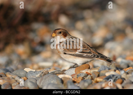 Snow Bunting, Plectrophenax nivalis, Norfolk, UK Stock Photo