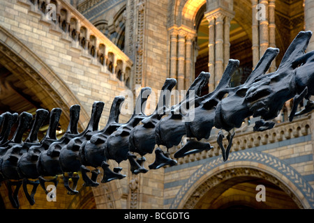 Tail vertebrae of a Diplodocus dinosaur in the entrance hall of the Natural History Museum Kensington London Stock Photo