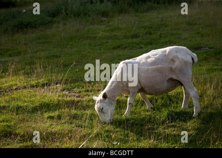 Shorn Highland Scottish Cheviot cross Sheep, Scotland, UK Stock Photo