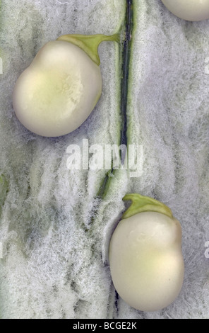 broad beans in pod Stock Photo