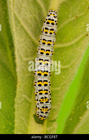 A Mullein Moth caterpillar Cucullia verbasci on a mullein plant in the Uk Stock Photo