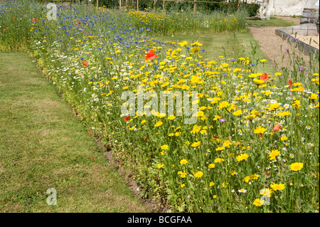 Typical English cottage garden meadow uncultivated colourful yellow & blue. Stock Photo