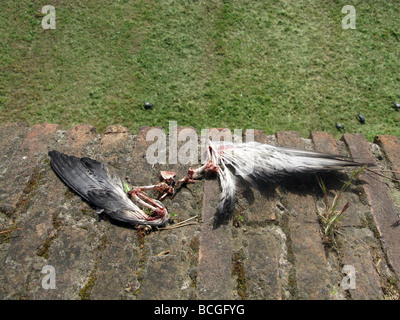 remains of a dead pigeon on wall in sun outdoors Stock Photo