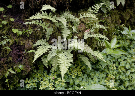 Brittle Bladder Fern Cystopteris fragilis growing in limestone crevice in Monk's Dale Derbyshire Peak District Stock Photo