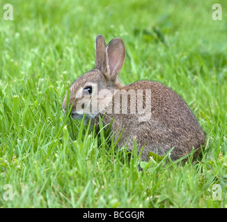 Young European rabbit Oryctolagus cuniculus feeding on spring grass