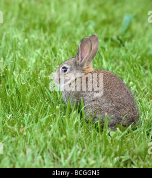Young European rabbit Oryctolagus cuniculus feeding on spring grass Stock Photo