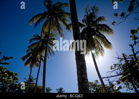 Large tall palm tree obscures the sunshine with its branches set against a clear blue sky at Playa Grande Dominican Republic Stock Photo