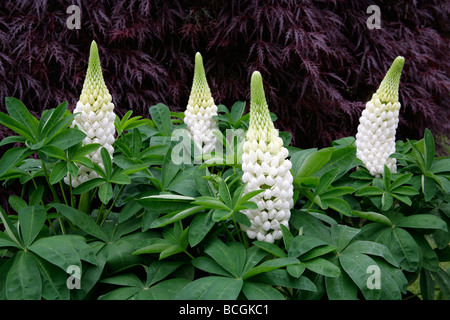 Four white lupins,lupinus, Polar Princess, growing in rich green foliage. Stock Photo