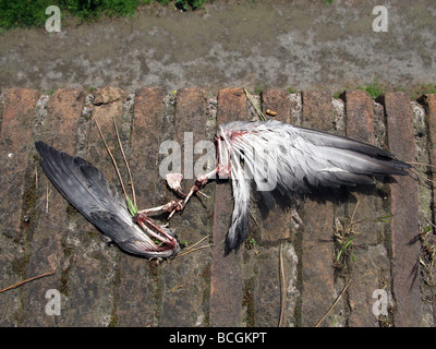 remains of a dead pigeon on wall in sun outdoors Stock Photo