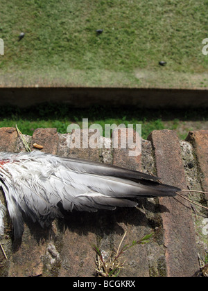 remains of a dead pigeon on wall in sun outdoors Stock Photo