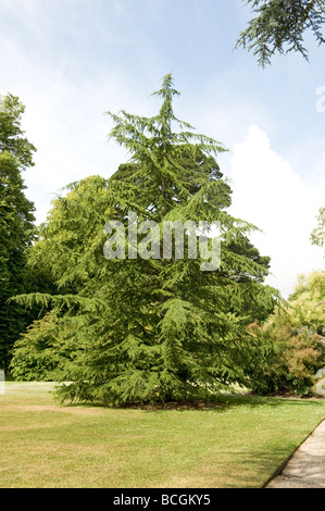 Cedrus Cedar deodara. Ideal large coniferfor a large garden. Stock Photo