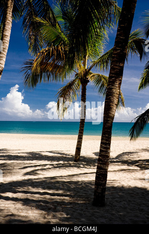 Tall palm trees on the white sandy beaches of Cabarette Dominican Republic by the Atlantic ocean Stock Photo