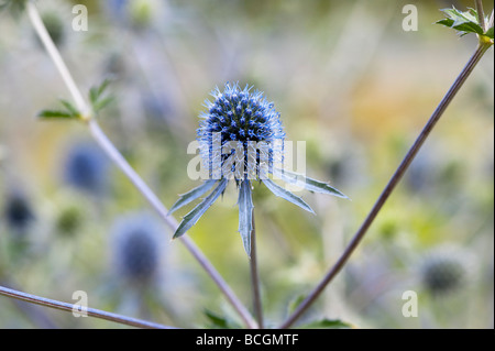 Eryngium x tripartitum . Tripartite eryngo / Sea Holly Stock Photo