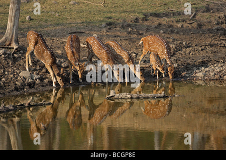 Spotted Deer Chital Axis axis group with a young fawn drinking at a water hole with a refection in the water Stock Photo