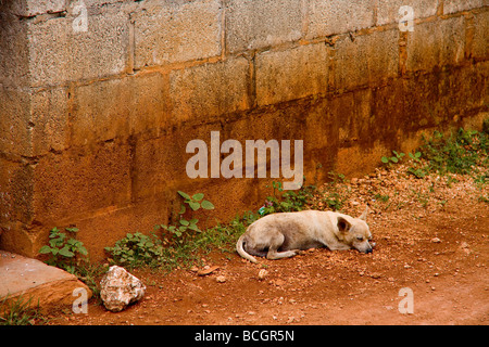 A dog sleeps on the very mineral rich ground by a house in Nagua Dominican Republic Stock Photo