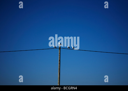 A phone line with birds sat Stock Photo