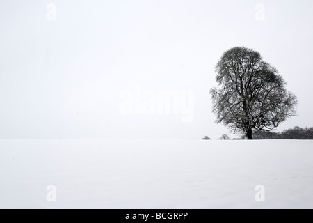 tree in snow covered landscape Stock Photo