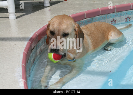 Yellow Labrador Retriever laying on pool steps with ball in her mouth. Stock Photo