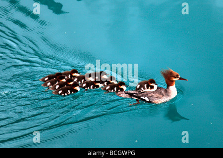 Canada BC Yoho National Park common merganser female with ducklings Stock Photo