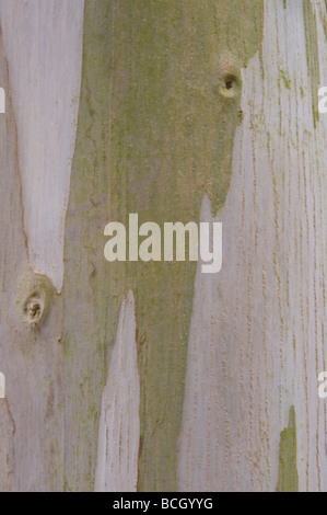 Urn Gum Eucalyptus urnigera close up bark mature tree Stock Photo