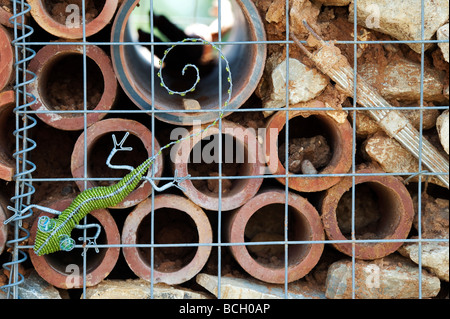 Insect wall in a designed garden for the encouragement of insects into the garden. England Stock Photo