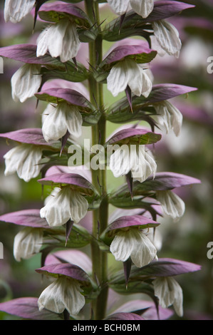 Spiny bear's breeches (Acanthus spinosus) flower spike garden Cambridgeshie England UK Europe July