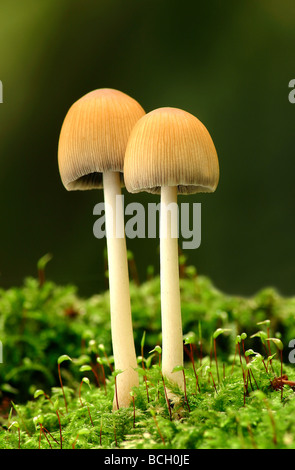Glistening Ink Cap (Coprinus micaceus)  growing from a moss covered fallen tree Stock Photo