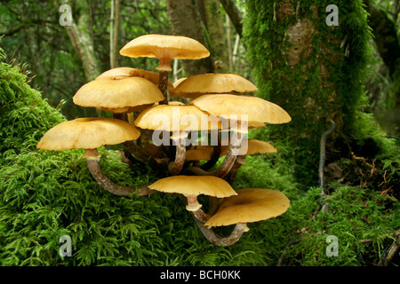 Honey Fungus (Armillaria mellea) growing from the base of a tree Stock Photo