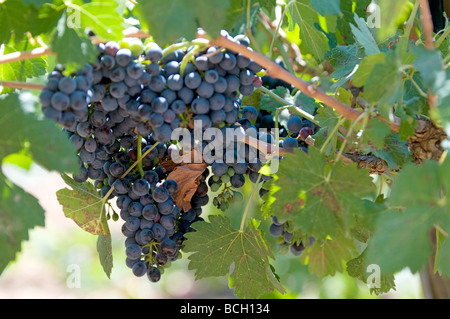 Grapes of the Cabernet Sauvignon  variety on the vine Stock Photo