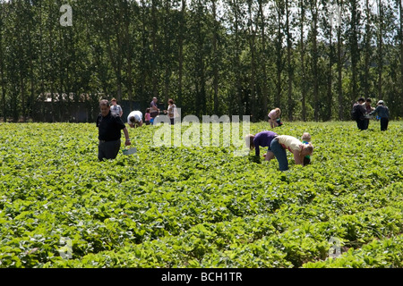 People hand picking strawberries on Garsons pick your own farm in Esher, United Kingdom Stock Photo