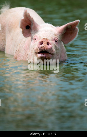 A large hog sticks out his tongue while cooling off in a pond on a hot summer day. Stock Photo