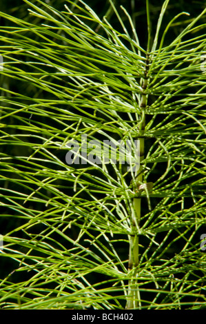 Horsetail (Equisetum sp.) grows next to the river Cambridgeshire England UK July Stock Photo