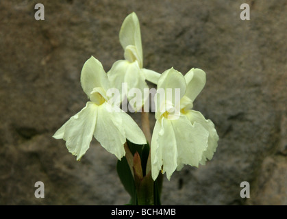 Roscoea cautleoides 'Grandiflora', Zingiberaceae, China and Himalayas Stock Photo