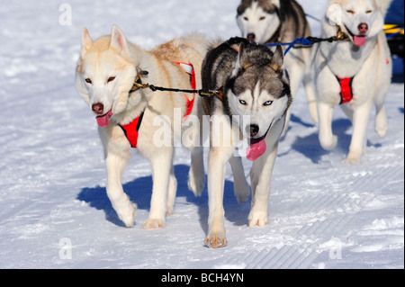 Details of a Malamute sled dog team in full action heading towards the ...
