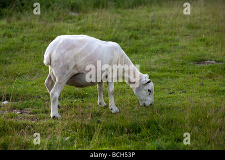 Shorn Highland Scottish Cheviot cross Sheep, Scotland, UK Stock Photo