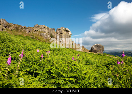Cow and Calf Rocks, on Ilkley Moor, Yorkshire UK Stock Photo